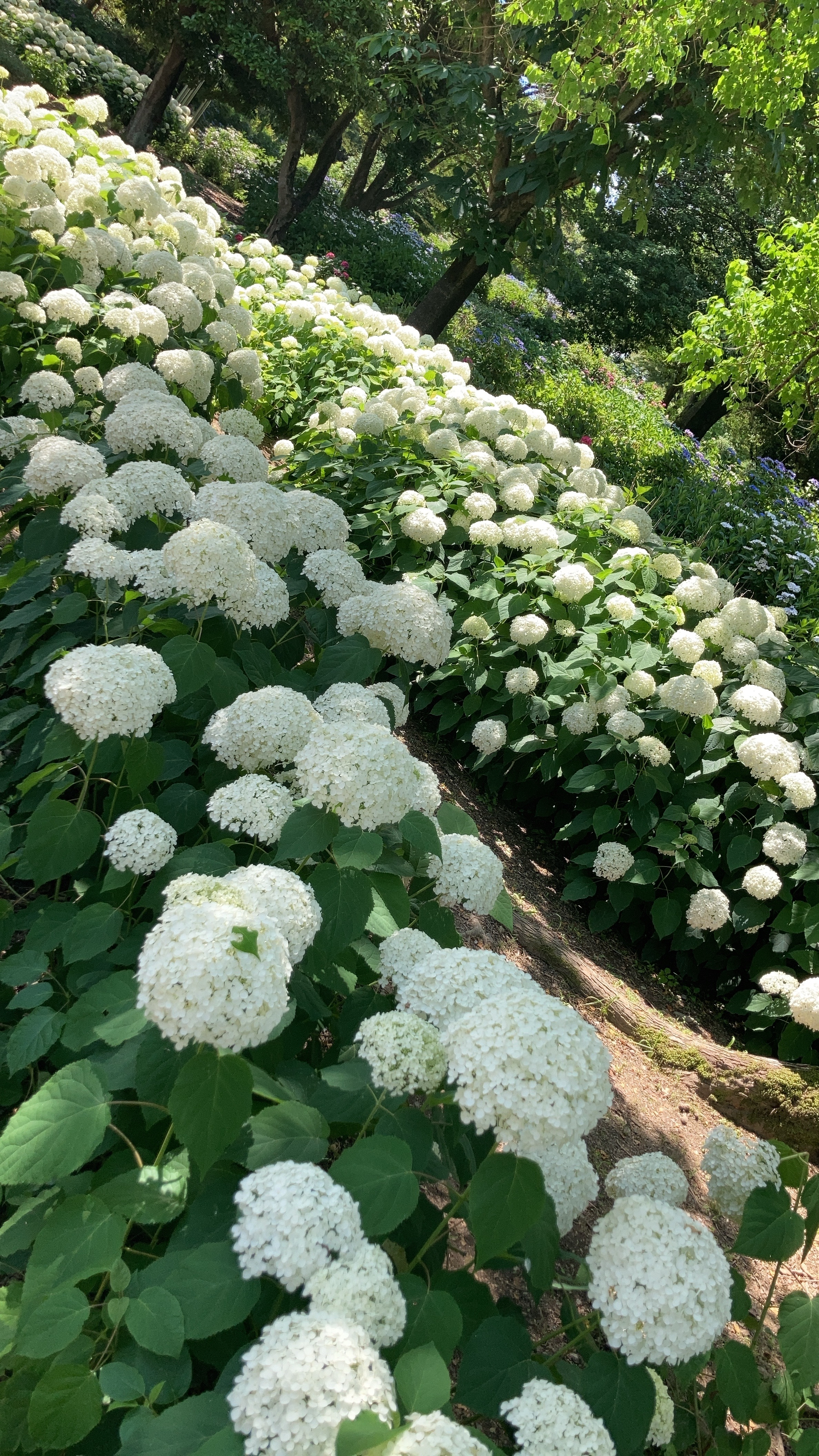 四季の森,あじさい